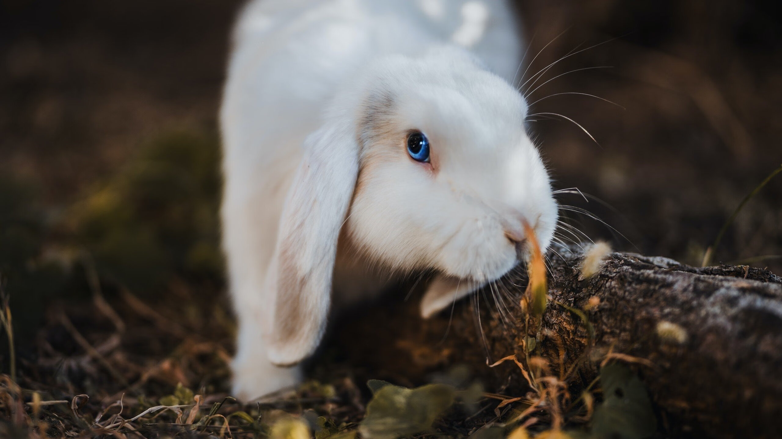 东决焦点战,火箭一剑封喉斩落猛龙,终场3秒改写命运