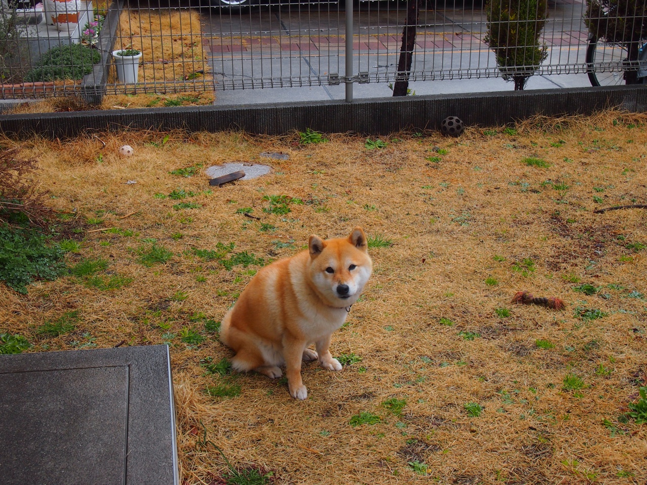 唯一性，风暴眼中的卡拉斯科，葡萄牙对抗拜仁的孤独利刃