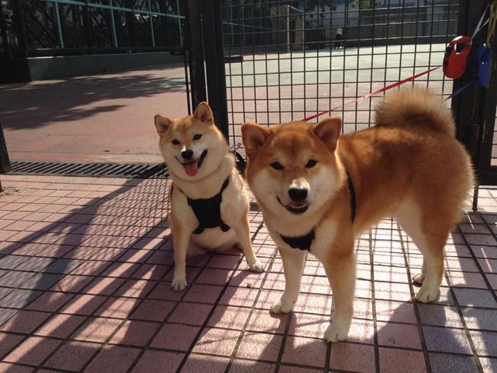 奇才压制黄蜂彰显团队力量，字母哥冠军表现树立标杆