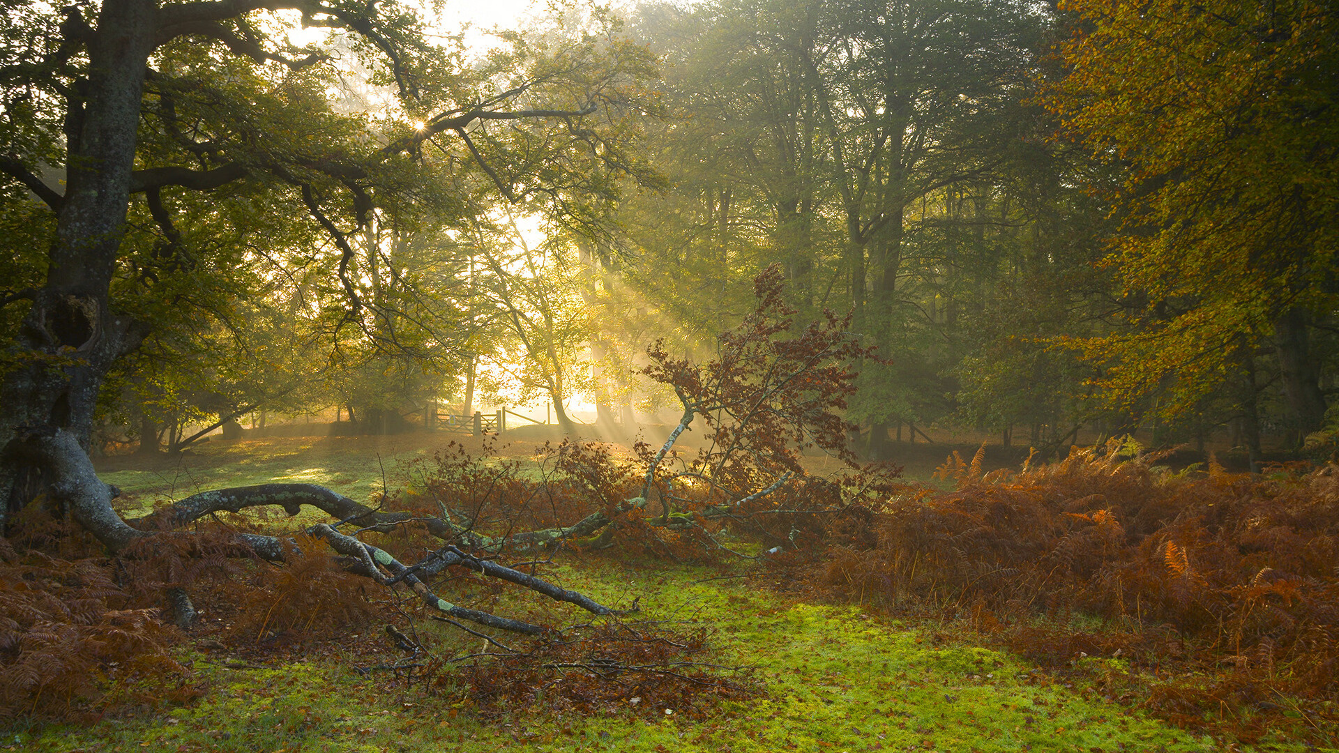 开云体育中国-掘金踏平新疆队，小贾伦变身关键先生的全新启示
