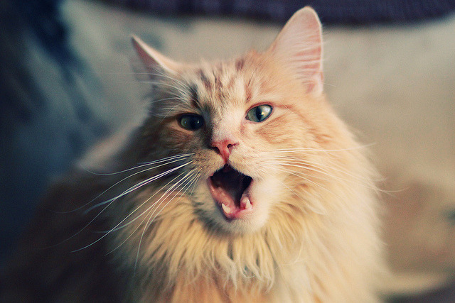 开云体育登录-防守铁闸突然亮剑，爵士窒息式进攻背后，是小贾伦那记无声的宣言