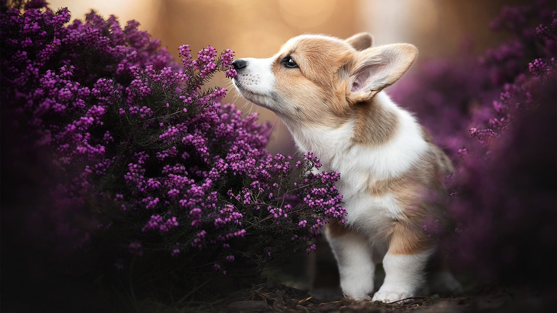 指针在他手中，世界排名争夺战之夜，切特如何为全队校准时间