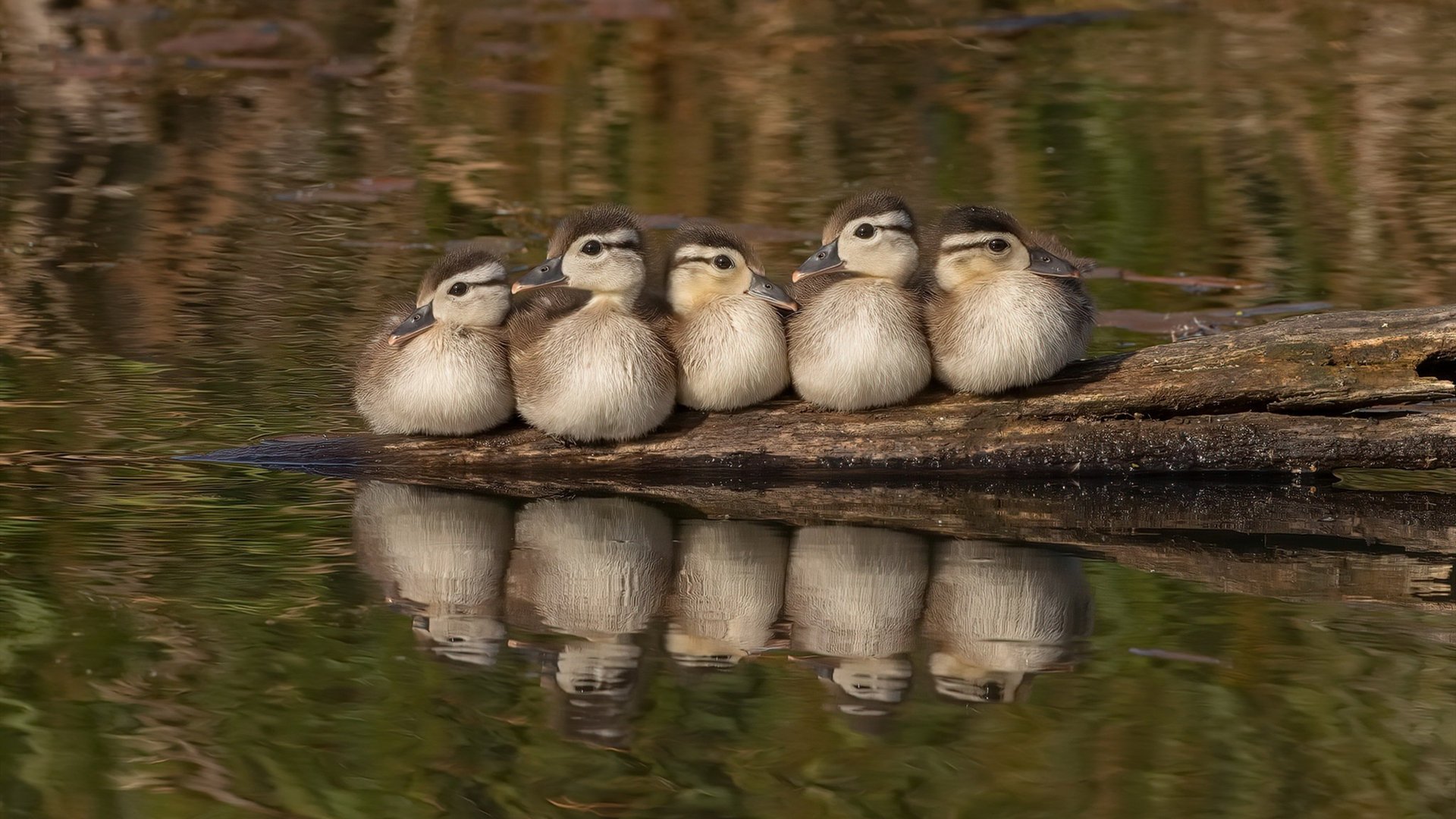一记惊世怒射，浇灭万达大都会！法比尼奥超级世界波引爆，塞维利亚闪电战击沉马德里竞技