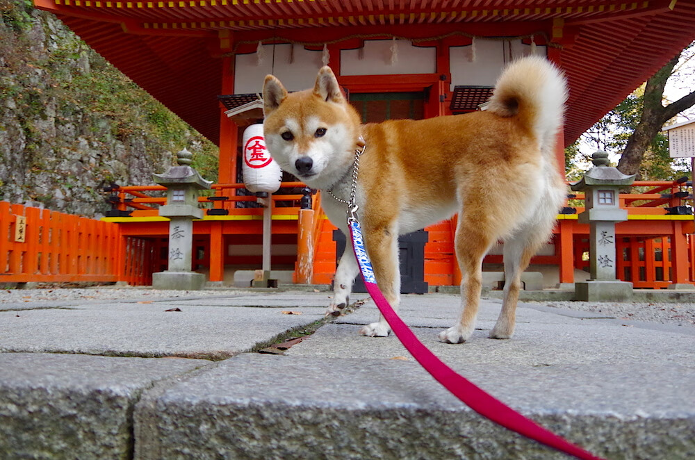 开云体育-厄瓜多尔终结伊朗黑马梦，美加墨世界杯焦点战精彩落幕
