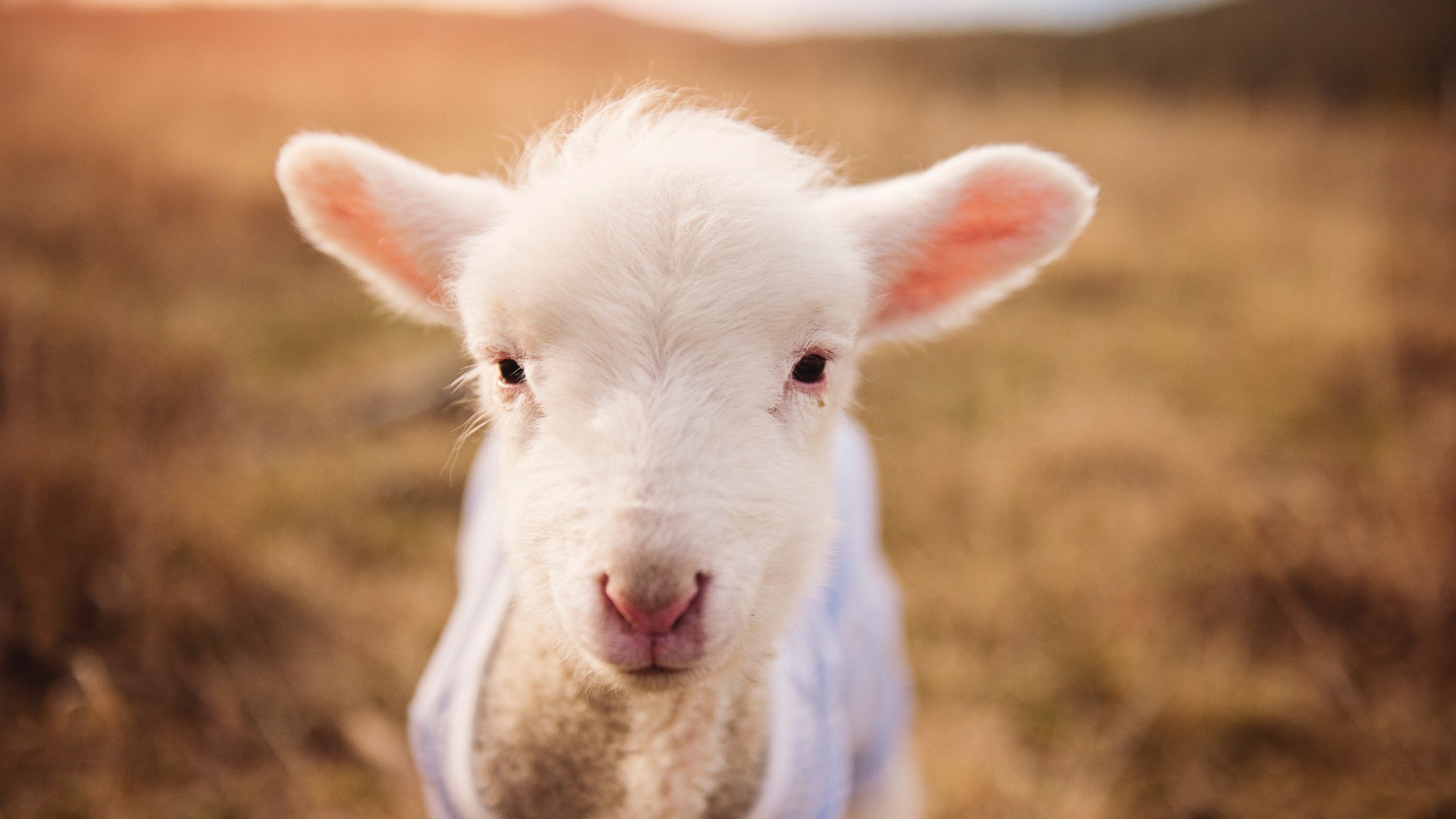 当国王西征遭遇佛祖降世,一场篮球文明对话的末节神话