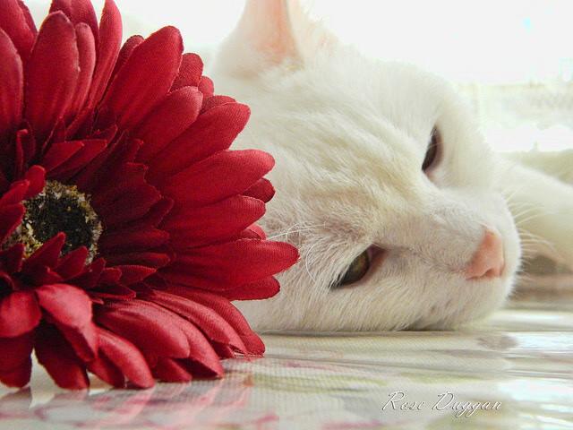 当德国战舰遇上东欧铁骑，哈弗茨证明硬仗之王，乌克兰给比利时上课