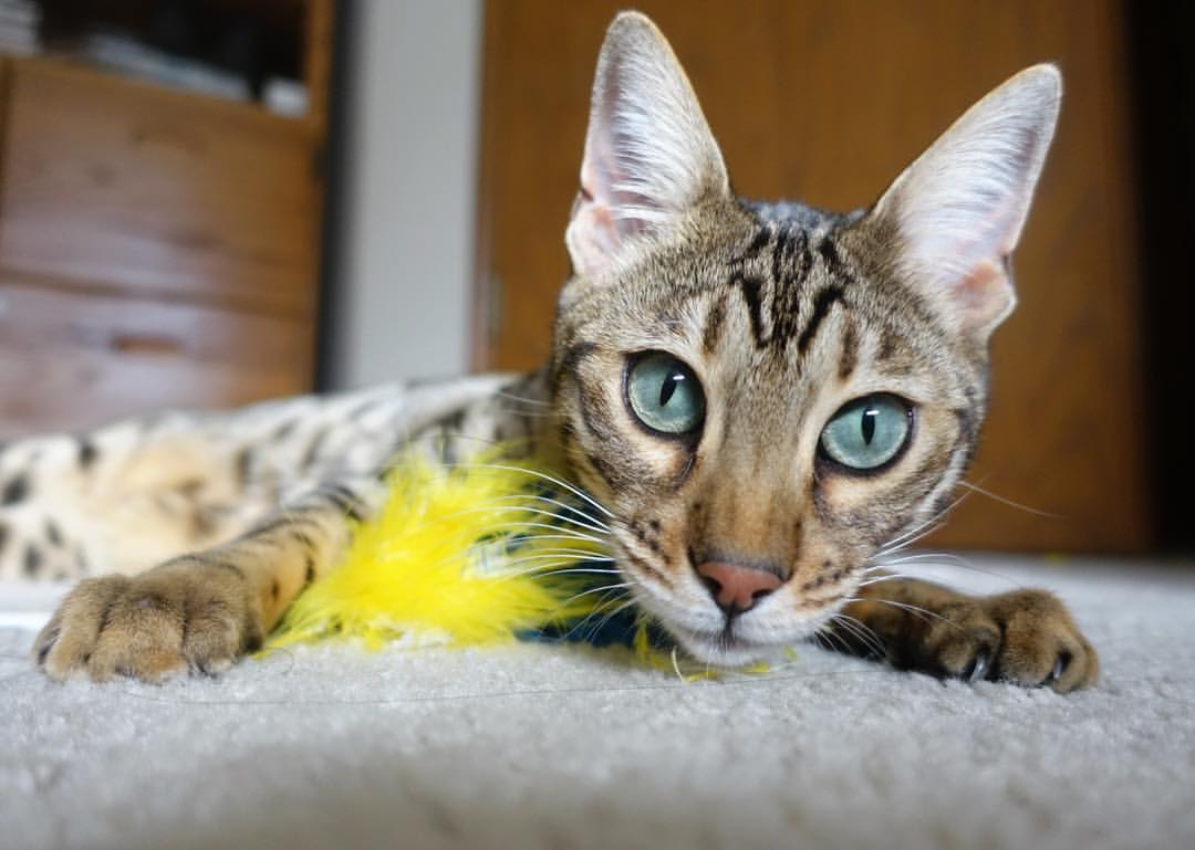 挣脱冰封，展露獠牙，西亚卡姆在孟菲斯风暴夜的破局宣言