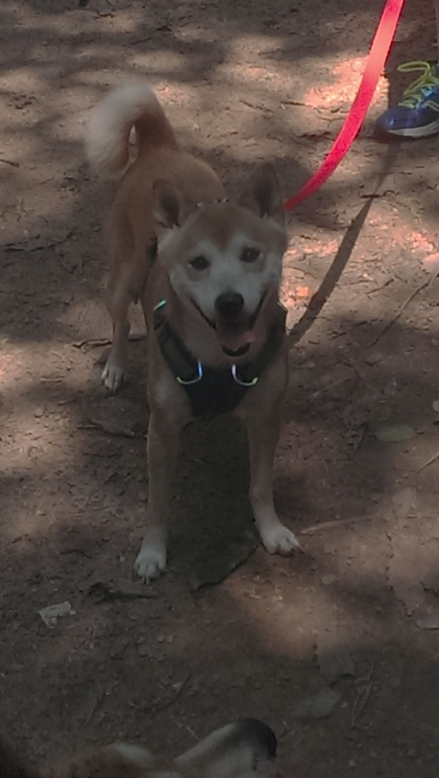 本泽马终场绝杀！友谊赛中国0-1马里，大场面先生打破僵局